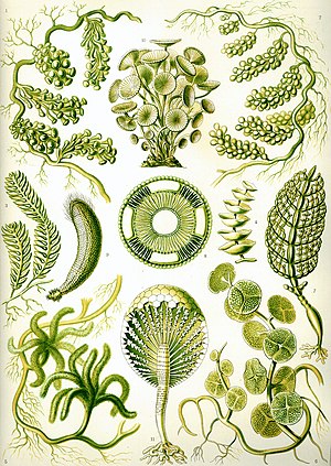 "Siphoneae" from Ernst Haeckel's Kun...