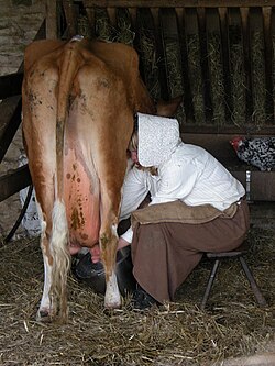La traite du bétail dans VACHE - BOEUF.... 250px-Hand_milking_a_cow_at_Cobbes_Farm_Museum