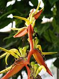 Heliconia sarapiquensis.JPG