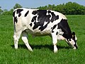 Thumbnail for Holstein Fries