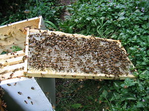 English: Honey bees cleaning the last of the h...