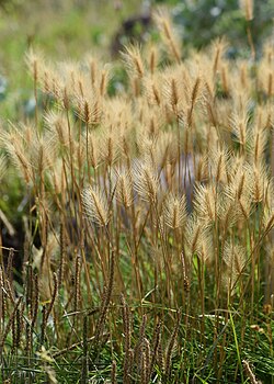 Hordeum marinum