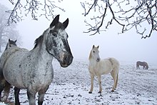 Deux chevaux dans la neige.