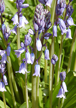 Hyacinthoides-non-scripta-hispanica2.jpg