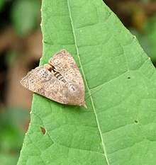 Hyblaea puera at Kadavoor.jpg