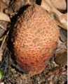 Hydnora africana