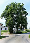 Jindřichův Hradec, Rudolfov, lime tree.jpg