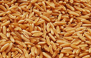 English: Kamut Brand Khorasan wheat