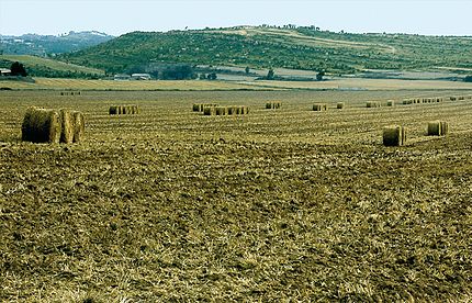 Bergús - Cardona (Bages), 23 de juliol de 2004