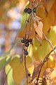 Lichtwurzel (Dioscorea batatas), Bulbillen (genetische Klone) bilden sich ab Mitte des Sommers in den Blattachseln