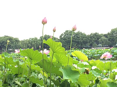 Lotus at the West Lake during summer