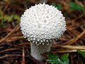 Puffball (Lycoperdon Perlatum)