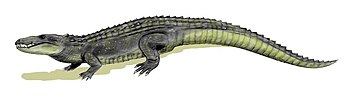 O ainda duvidoso peirosaurideo Mahajangasuchus