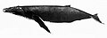Humpback whale illustration with an overall dark coloration, white underbelly, a robust body, and a small, stunted dorsal fin (from Baleen whale)