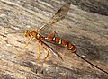 A slender red insect with yellow and black stripes, long wings, and an ovipositor as long as its body.