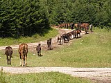 Karpatische pony's