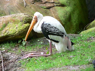 Ĉe Disney's Animal Kingdom, (Januaro 2006)