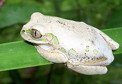 Description de l'image Natal Forest Treefrog Bazely.JPG.