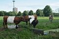 Weiland tegenover kinderboerderij De Blijde Wei