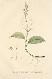 Tekening van Heinrich Kuhl uit zijn publicatie: Genera et species orchidearum et asclepiadearum quas in itinere per insulam Java