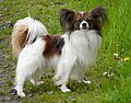 Kontinentaler Zwergspaniel, Papillon