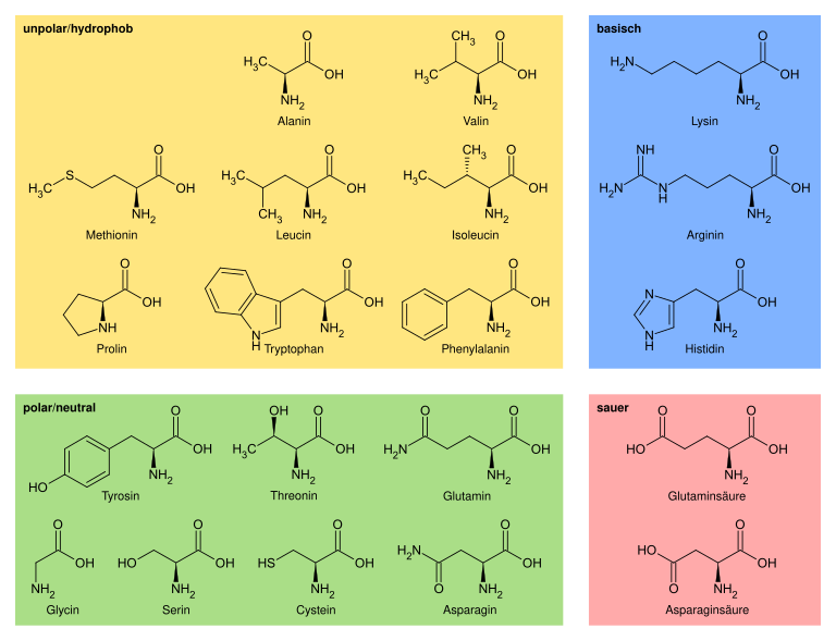 Overview proteinogenic amino acids-DE.svg