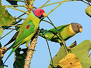 Two light green parrots with green wings, one with red wing patch, blue neck ring, and red head, the other with orange neck ring and grey head