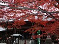 紅葉風景（2009年11月）