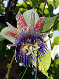 Miniatura para Passiflora maliformis