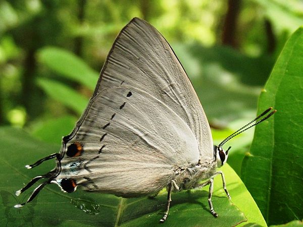 നീലാംബരി