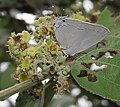 on Ziziphus species in Hyderabad, India.