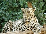 Персидский леопард сидит.jpg