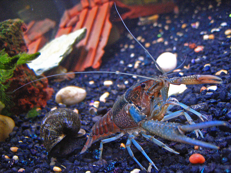 Crayfish in aquarium with Apple Snail