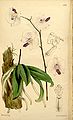 Phalaenopsis lowii