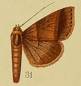 Plecoptera megarthra