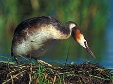 Podiceps cristatus 2 (Лукаш Лукасик) .jpg