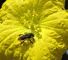 Unidentified Meliponini bee (probably Trigona spinipes), covered with pollen, visiting a flower of the vegetable sponge gourd (Luffa cylindrica) in Campinas, Brazil Pollinating bee covered with pollen.jpg