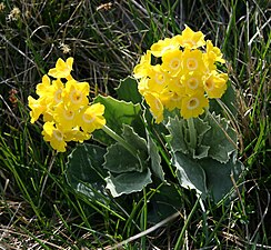 Primula orecchia d'orso