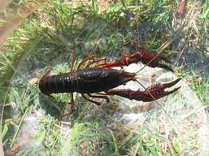 Procambarus clarkii taken near a lake in Giron...