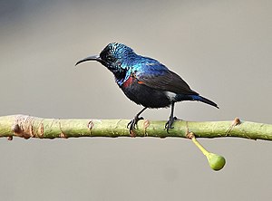 Purple Sunbird( (Nectarinia asiatica) in Kolka...