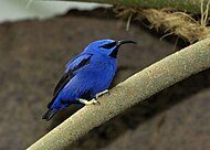 The Purple Honeycreeper from South America does not appear to be purple at all. How it received its name is a mystery.