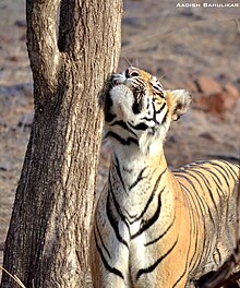 A tigress rubbing her head on a tree Queen of Ranthambore.jpg