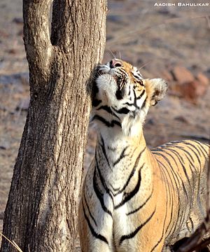 Tiger rubbing against tree to mark territory