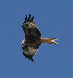 English: Red Kite flying over Berkshire in Aug...