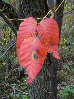 Poison Ivy showing red leaves in the fall.
