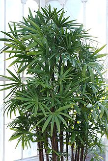 Rhapis excelsa.jpg