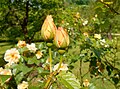 Boutons de rose 'Maigold' au jardin botanique de Berlin