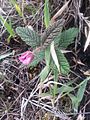 Rubus acanthophyllos; nije priznata