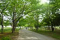 奥の山古墳へ続く園路