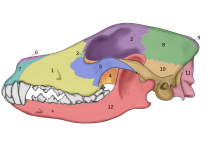 Canis lupus skull: 1 - maxilla, 2 - frontal, 3 - lachrymal, 4 - palatine, 5 - jugal, 6 - nasal, 7 - premaxilla, 8 - parietal, 9 - interparietal, 10 - squamosal, 11 - occipital, 12 - mandible Skull of a dog diagram2.svg